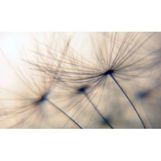 QUEENCE Wandsticker "Dandelion" Wandtattoos Gr. B/H/T: 150 cm x 100 cm x 0,1 cm, Pusteblume-Blume, beige Wandtattoos Natur