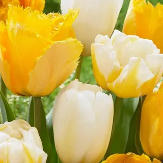 Tulpenzwiebeln Winterhart Mehrjährig - Yellow Explosion Mix - 25 Blumenzwiebeln - Echte Pflanzen aus Holland - Tulpenzwiebeln für Garten, Töpfe ...