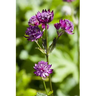 Sterndolde im Topf Astrantia major winterhart mehrjährig duftend | 60-90 cm, weißrosa Blüte Juni bis August, halbschattig bis schattig, Staudenbeet und Schnittblume, winterhart bis -20 °C
