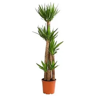 Yucca-Palme - Yucca elephantipes, Grün