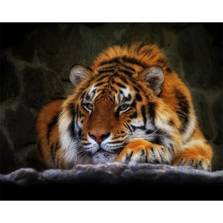 Meecaa Malen nach Zahlen, Motiv: schlafender Tiger, Tier, für Erwachsene, Anfänger, DIY-Ölgemälde, 40,6 x 50,8 cm (Tiger, gerahmt)