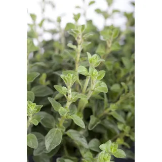 Pflanzen Für Dich Staude Origanum vulgare, 1 St., Oregano, Wilder Majoran, Echter Dost rosa