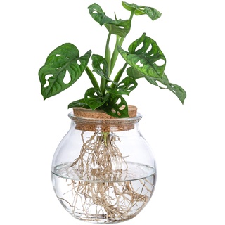 Dehner Waterplant Fensterblatt, Monstera adansonii, Wasserpflanze im Kugelglas, Ø 12 cm, Höhe 25 cm, Zimmerpflanze