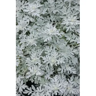 Pflanzen Für Dich Staude Artemisia stelleriana 'Mori'
