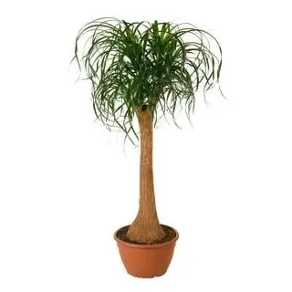 Elefantenfuß - Beaucarnea recurvata, Grün