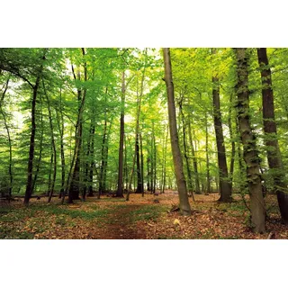 1art1 Wälder XXL Poster Wald Der Stille Plakat | Bild 120x80 cm
