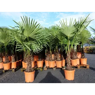 gruenwaren jakubik XXL Palme winterhart 140 - 160 cm Trachycarpus fortunei, Hanfpalme,