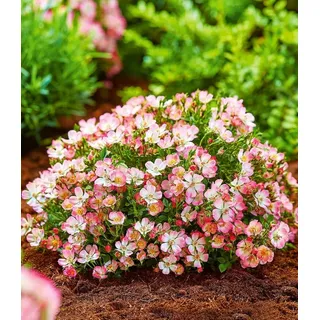 BALDUR Garten Rose Alpin-Rose 'Cutie Pie®', 3 St., Bodendecker,winterhart,duftend rosa