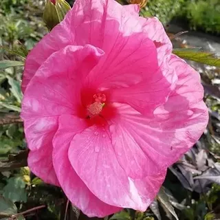 XXL Hibiscus moscheutos Kui Nuku Riesenhibiskus Staudenhibiskus – winterharte mehrjährige Gartenstaude mit XXL-Blüten, pflegeleicht, ideal für Beet & Kübel