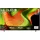 OLED77B59LA 77'' 4K OLED AI Smart TV B5