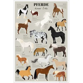 Close Up Pferde Dieser Erde Poster | Greige | Die bekanntesten Pferderassen Lernposter | Liebevoll & von Hand gezeichnet 61 x 91,5 cm