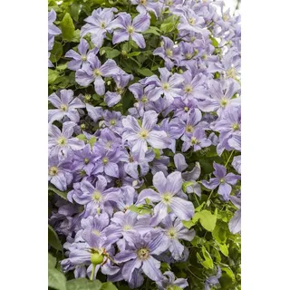 PlantaPro Kletterpflanze Clematis viticella