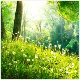 Wallario Glasbild Pusteblumen im Wald mit einfallenden Sonnenstrahlen - 50 x 50 cm Wandbilder Glas in Premium-Qualität: Brillante Farben, freischwebende Optik