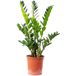 Flowerbox Zimmerpflanze Glücksfeder - Zamioculcas zamiifolia 9+, - Höhe 90 cm, Topf-Ø 21 cm grün