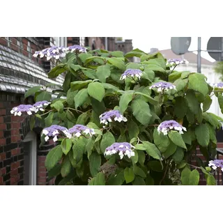 Pflanzen Für Dich Hydrangea aspera Samthortensie 40-60 cm