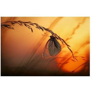 Papermoon Premium collection Fototapete Schmetterling in Abendsonne  (B x H: 300 x 223 cm, Vlies)