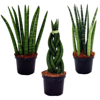 Sansevieria cylindrica Pfiffiges 3er Set 9cm Topf Bogenhanf