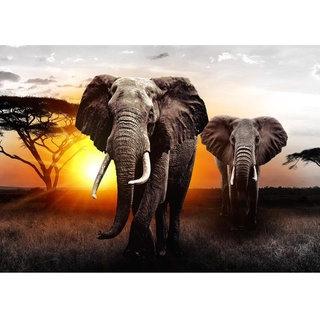 Runa Art Fototapete Afrika Elefant Sonnenuntergang Modern Vlies Wohnzimmer Schlafzimmer - Made in Germany - 308 x 220 cm Grau Orange 9236010a