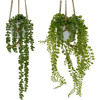 Senecio im Topf D10H15cm Topf D9H9cm  - grün