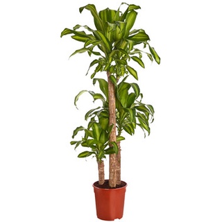 Drachenbaum - Dracaena fragrans 'Massangeana', Grün|Hellgrün