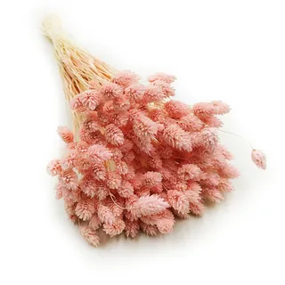 Enchanted Dekogras Getrocknetes Gras Ziergras Kanariengras Phalaris Trockenblumen Natürlich Boho Ca. 100 Stück 80 g Lachsrosa