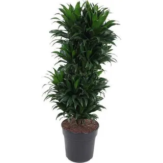 Drachenbaum Dracaena Compacta Zimmerpflanze Ø27cm 100cm hoch Buschig Keramiktopf - Dunkelgrün