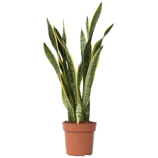 Plant in a Box - Sansevieria Laurentii - Gelblicher Bogenhanf - Zimmerpflanzen - Pflegeleicht - Topf 21cm - Höhe 65-75cm