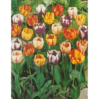 Blumenhandel Ullrich 100 Gemischte Rembrandt Tulpenzwiebeln Blumenzwiebeln