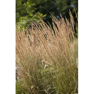 Pflanzen Für Dich Reitgras Calamagrostis x acutiflora