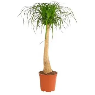 Elefantenfuß - Beaucarnea recurvata, Grün