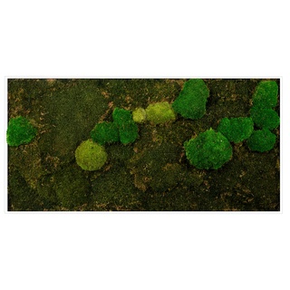 Bild mit Rahmen »Mixmoos«, Natur, (1 St.), 10909459-0 grün B/H/T: 120 cm x 60 cm x 5,5 cm