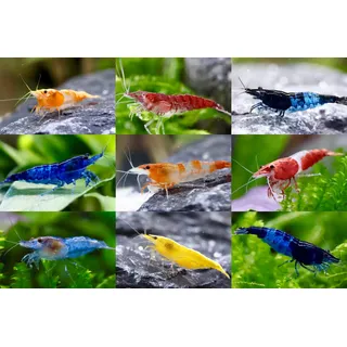 Zwerggarnelen Neocaridina davidi Mix/Fabenfrohe Mischung aus bunten Garnelen/Aquarium Garnelen