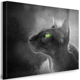 Julia-Art - Bilder Sphynx Katze Leinwand mit Keilrahmen 100 x 70 cm Leinwandbild XXL Wandbild Tiere Kunstdrucke Tierwelten Bild Wanddesign Wanddekoration c-642v-103