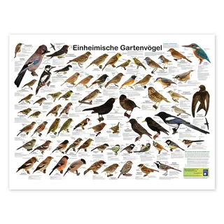 Einheimische Gartenvögel Poster 70 x 50 cm | Heimische Vogelwelt & Artenkunde | Detailreiche Übersicht zahlreicher Gartenvögel mit Bestimmungsmerkmalen
