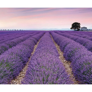 KOMAR Vliestapete Provence 300 x 250 cm
