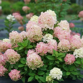 Straußhortensie, intensiv rosa – C3