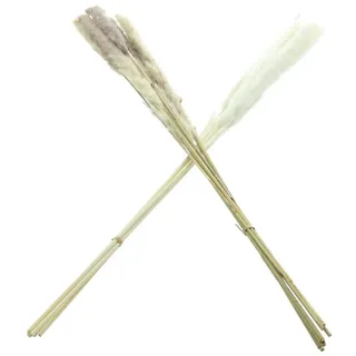Frank Flechtwaren Dekovase 2x Schilfgras Natur getrocknet 70cm – Tischdeko, Vasendeko