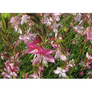 Prachtkerze Rosy Jane - Gaura lindheimeri - weiß mit pinkem Rand