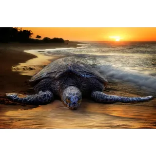 Fototapete PAPERMOON "STRAND-SCHILDKRÖTE SONNENUNTERGANG MEER TIERE FISCHE", bunt, B:5m L:2,8m, Vlies, Tapeten