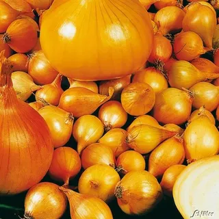 Kiepenkerl Wintersteckzwiebeln Senshy Yellow 250 g