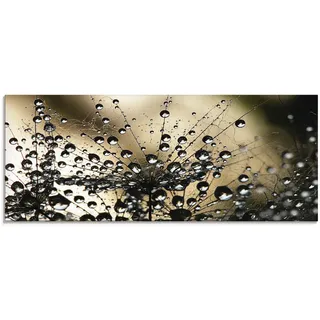 Glasbild ARTLAND "Nasser Löwenzahn", schwarz (farbe bild(er): schwarz), B:125cm H:50cm, Bilder, in verschiedenen Größen