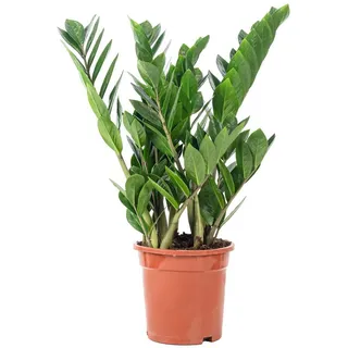 Flowerbox Glücksfeder - pflegeleichte Zimmerpflanze, Zamioculcas zamiifolia 3+ - Höhe ca. 55 cm, Topf-Ø 17 cm