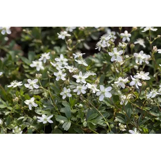 Pflanzen Für Dich Potentilla Tridentata Nuuk Fingerkraut Ca. 9x9 cm Topf