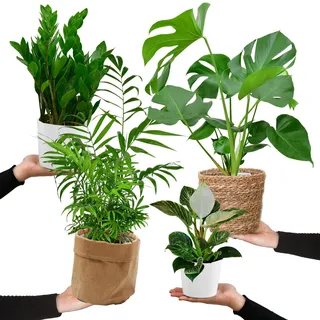 Green Me Up 4er Zimmerpflanzen Set mit Übertöpfen – Bergpalme, Monstera, Philodendron Birkin, Glücksfeder – pflegeleicht, luftreinigend – Höhe 20–70 cm, Töpfe 10,5–17 cm – frisch aus der Gärtnerei