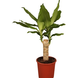 Dominik Blumen und Pflanzen, Drachenbaum, Dracena Fragans, 11 - 12 cm Topf ca.30 cm hoch, Zimmerpflanzen, Kübelpflanzen