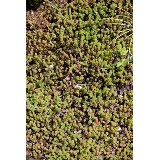 Pflanzen Für Dich Sedum sexangulare Milder Mauerpfeffer Ca. 9x9 cm Topf