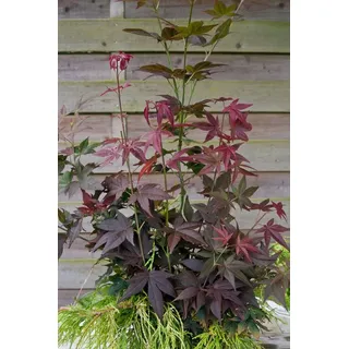 Pflanzen für Dich Gehölze Acer palmatum 'Ruby Stars', 1 St., Japanischer Ahorn, Fächerahorn rot