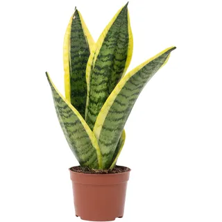 Bogenhanf - pflegeleichte Zimmerpflanze, Sansevieria trifasciata Superba - Höhe ca. 30 cm, Topf-Ø 9 cm