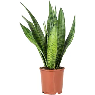 Bogenhanf - pflegeleichte Zimmerpflanze, Sansevieria zeylanica - Höhe ca. 45 cm, Topf-Ø 14 cm