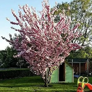 1st. Japanische Blüten/-Zierkirsche "Prunus serrulata" 80-100cm im großen Topf | Winterharter Blütenbaum für Garten & Vorgarten | Baumschulqualität | Pflegeleicht & Bienenfreundlich